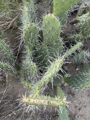 Opuntia semispinosa