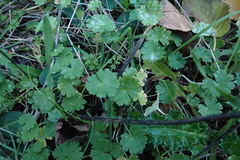 Geranium molle