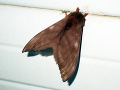 Hylesia metabus