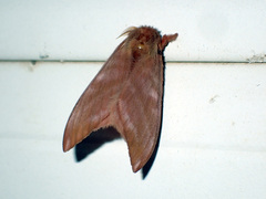 Hylesia metabus