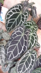 Anthurium crystallinum