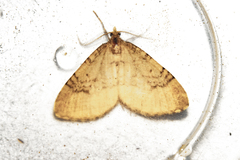 Asaphodes aegrota