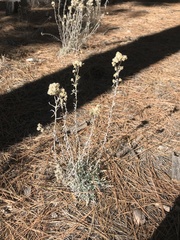 Pseudognaphalium beneolens