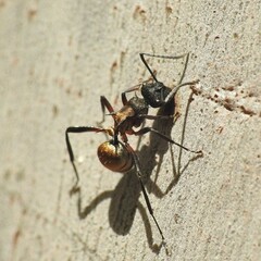 Polyrhachis rufifemur