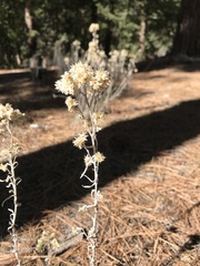 Pseudognaphalium beneolens