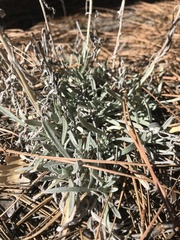 Pseudognaphalium beneolens