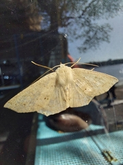 Geometridae