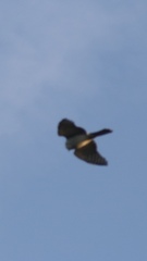 Accipiter striatus