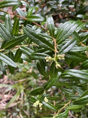 Gaultheria hispida