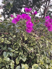 Bougainvillea glabra