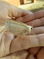 Geometridae