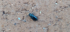 Blapstinus