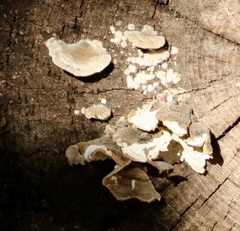 Trametes hirsuta