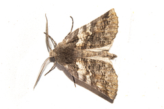 Declana griseata