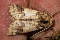 Declana junctilinea