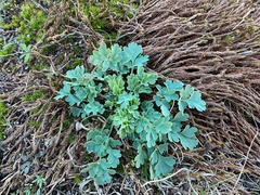 Capnoides sempervirens