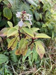 Phyllostegia grandiflora