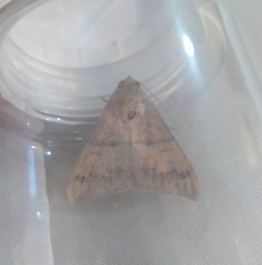 Achaea ablunaris