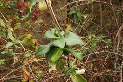 Lonicera periclymenum