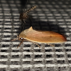 Ptyoptila matutinella