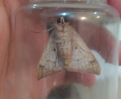 Achaea ablunaris