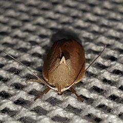 Ptyoptila matutinella