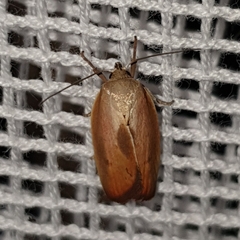 Ptyoptila matutinella