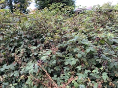 Rubus fruticosus