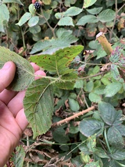 Rubus fruticosus