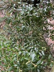Gaultheria hispida