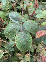 Rubus fruticosus