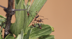 Leptoglossus chilensis