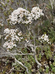 Epacris serpyllifolia