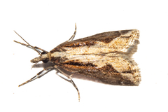 Eudonia steropaea