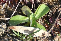 Hypochaeris radicata