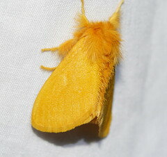 Euproctis crocea
