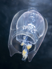 Hippopodius hippopus