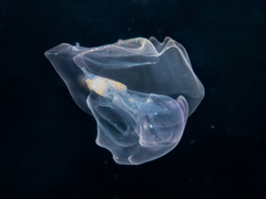 Hippopodius hippopus