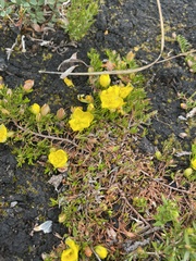 Hibbertia prostrata