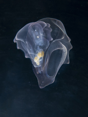 Hippopodius hippopus