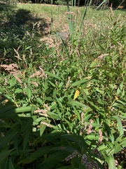 Persicaria glabra