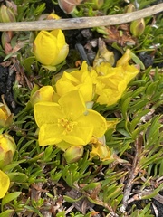 Hibbertia prostrata