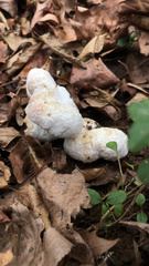 Entoloma abortivum