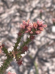 Sprengelia incarnata