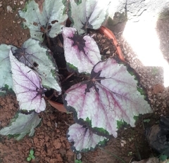 Begonia rex-cultorum