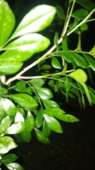 Murraya paniculata paniculata