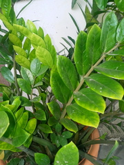 Zamioculcas