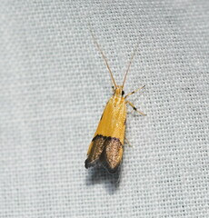 Crocanthes micradelpha