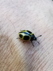 Aegithus quadrinotatus