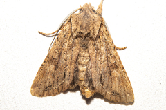 Ichneutica averilla